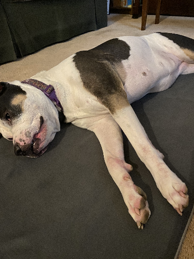 photo of black and white dog lying on her side on a yoga mat