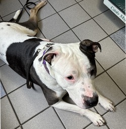Photo of black and white dog lying on a tiled floor.
